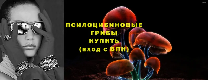 Псилоцибиновые грибы Psilocybe Новокузнецк